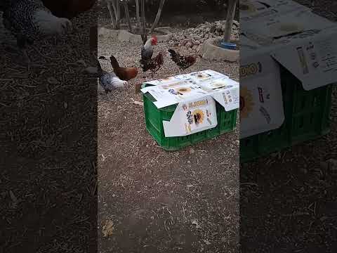 القطيع كيرحب بالضيوف