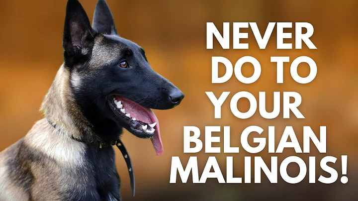 5 Things You Must Never Do to Your Belgian Malinois - DayDayNews