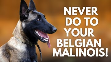 5 Things You Must Never Do to Your Belgian Malinois