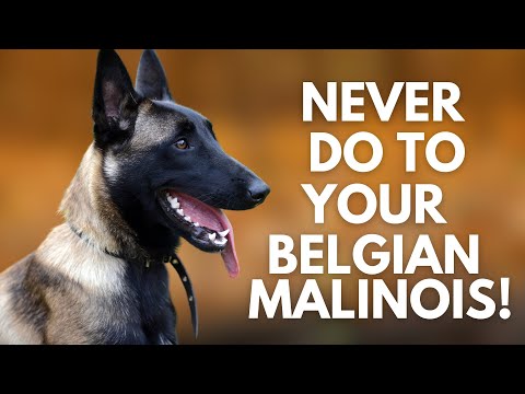 Video: 5 ting du ikke vidste om belgisk malinois