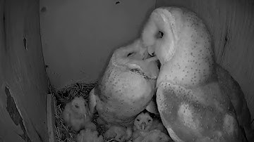 Reolink Captures: Family Gathering in the Owl Box