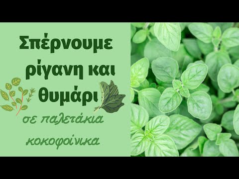 Βίντεο: Φύτευση σπόρων ραβέντι - Πώς να καλλιεργήσετε φυτά ραβέντι από σπόρους