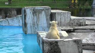 長雨で堀はツルツルのホッキョクグマ舎〜Polar Bears