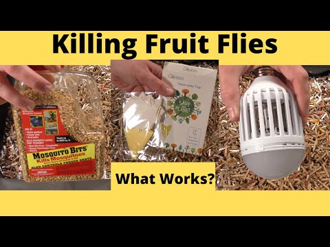 Killing Fruit Flies in a Worm Bin!!!