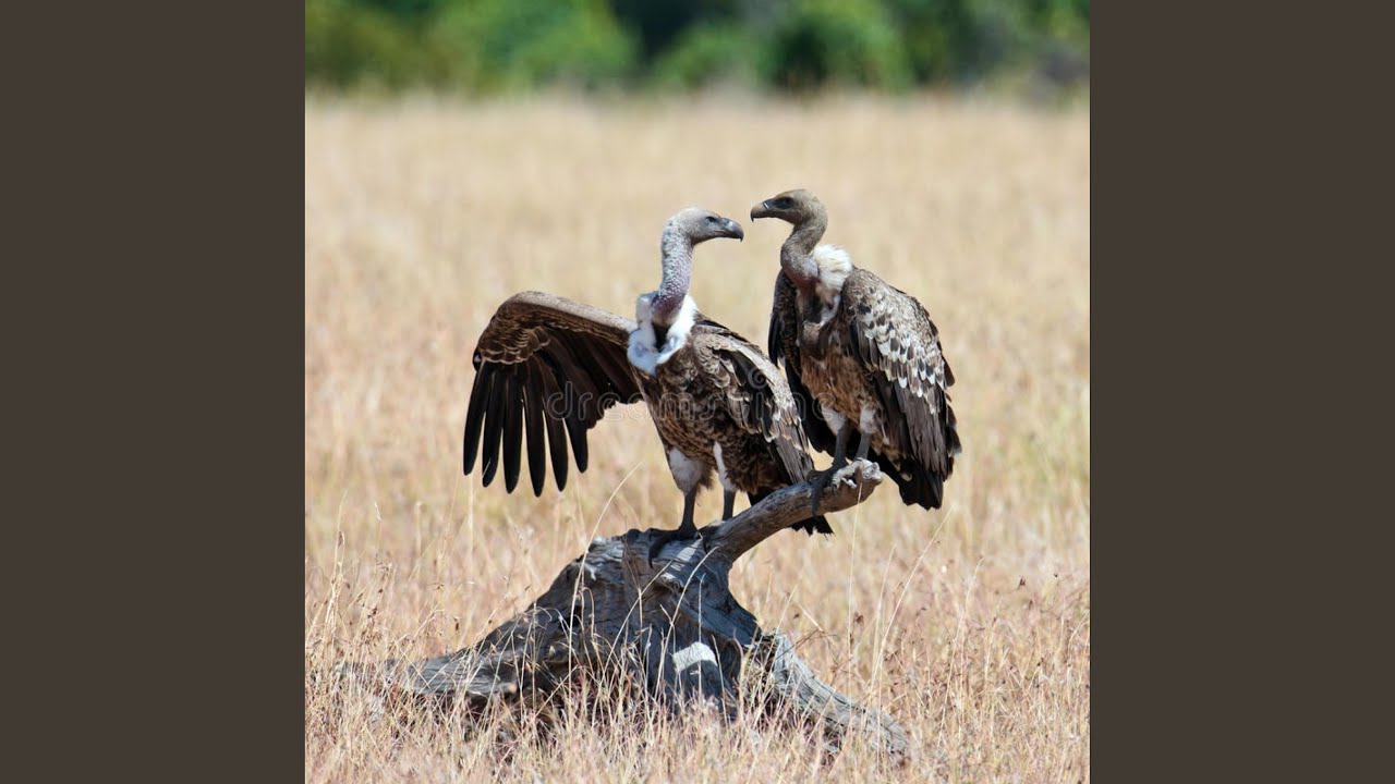 Watch Raw on YouTube Watch Raw on YouTube