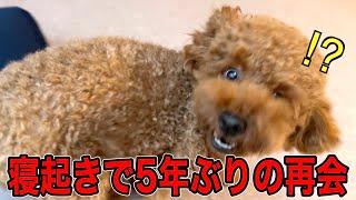 起きた瞬間、飼い主と5年ぶりに再会した犬。【トイプードル】