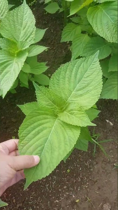 Daun Kenip