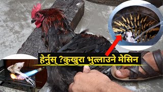 Black Chicken Cutting Technic||Remove Feather Machine In Nepal || मेसिन बाट कालो कुखुरा भोत्लाउदै