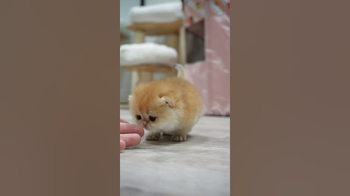 Watch the video about Baby kitten learns social interaction.🤗