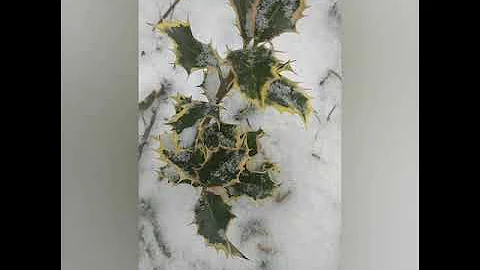 🌿Падуб остролистный Аргентео Маргината❄️Вечнозелёный кустарник в рождественский сочельник❄️