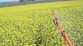 Passando fungicida na canola