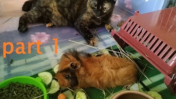 Part 1 : Introducing cat to guinea pigs for the first time