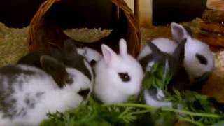 Kaninchenbabies 1