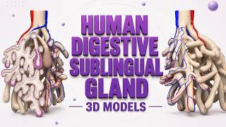 3D Sublingual Gland Anatomy: How Saliva Production Works