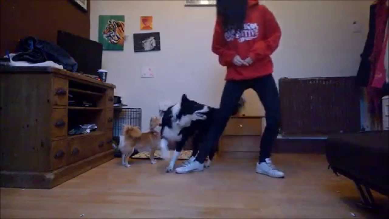Teach you dog 'figure of 8's' through your legs YouTube
