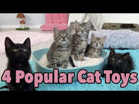 Video: 4 Ways to Make a Cat Diet