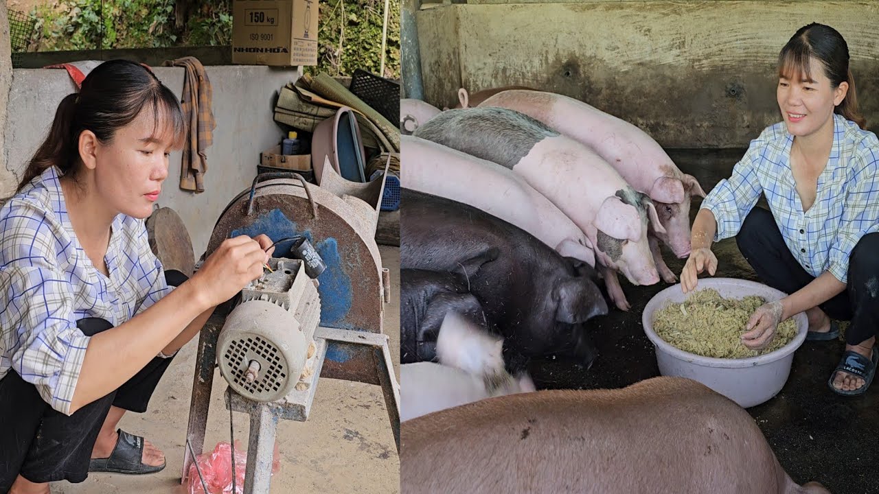 The genius girl fixed the banana slicer to slice bananas for the pigs to eat. ( Ep 283 )