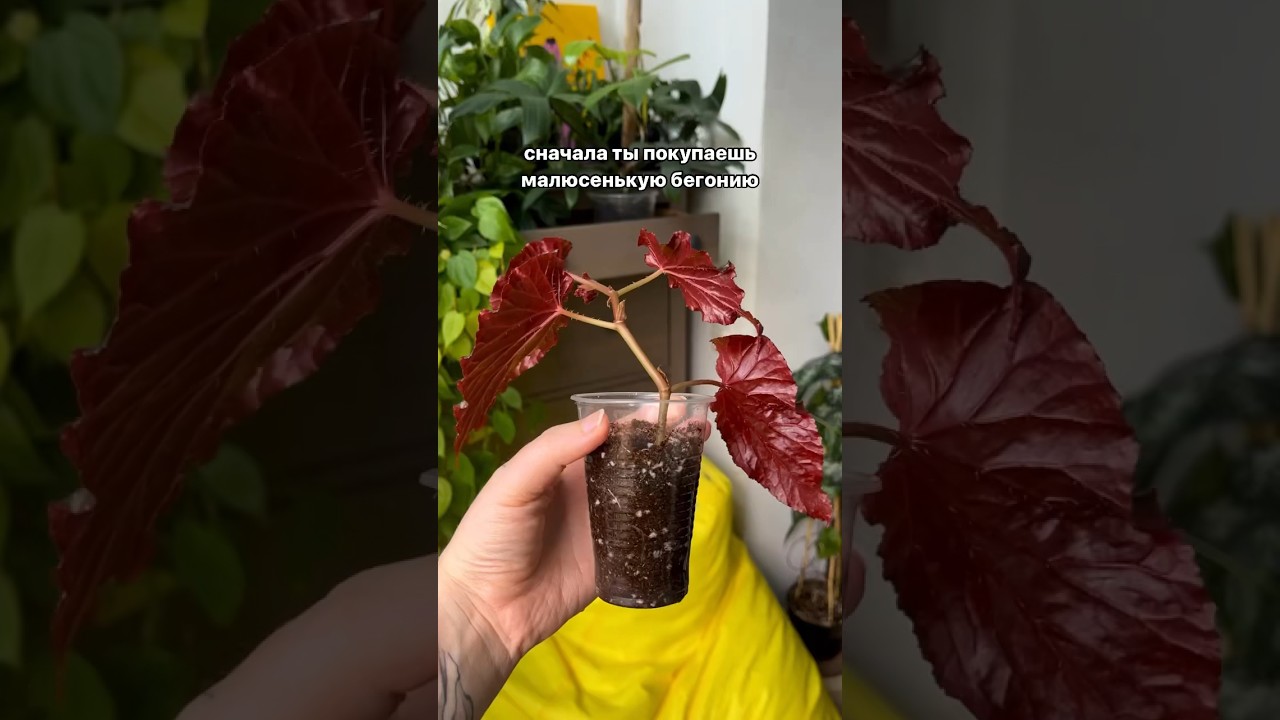 Субстрат для бегоний: воздух + вода + питание в нужных ВАМ пропорциях. Ссылка на методичку 👇🏻