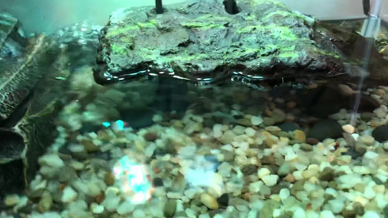 Turtle tank setup - YouTube