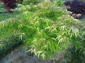 Acer palmatum 'Yellow Threads' Yellow Threads Japanese Maple