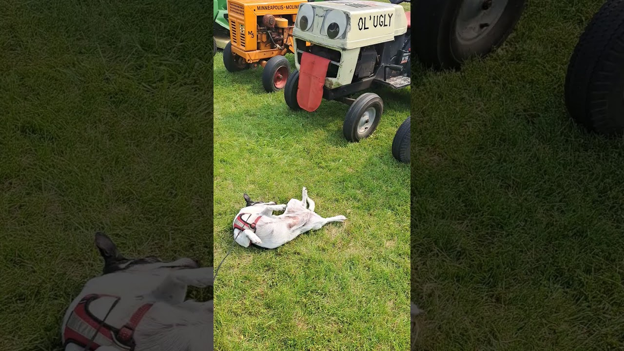 In the Face of Ol Ugly Beasts, Lucy Rolls in Grass and Laughs
