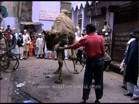 Muslims buy camel for qurbani on the occasion of Eid