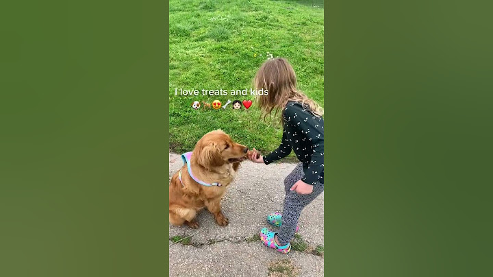 Penelope The Golden Retriever Does Tricks For Treats