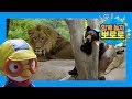 Zoo with Pororo l Learn Animals l Pororo Vlog l Pororo the Little Penguin l POYO TV