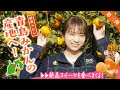 秋元真夏が駿河湾を見渡す青島みかん畑へ!生産者の方の収穫期の1日のスケジュールとは!?青島みかんのジェラートやパフェもいただきました!
