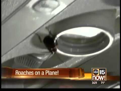 Flying Cockroaches: Nature's Surprising Allies in Arizona - Termitehow.blog