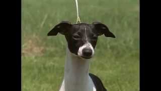 Italian Greyhound  AKC Dog Breed Series