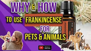 WHY & HOW TO USE FRANKINCENSE ESSENTIAL OIL FOR PETS & ANIMALS