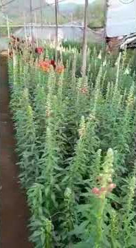 pertanian bunga potong yang sangat menjanjikan #zonafarming #pertanianindonesia #peluangbisnis #FMC