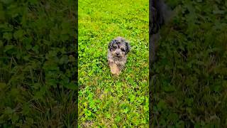 blue merle tan point toy poodle male puppy first time outside #puppy #cutepuppies #dog #toypoodle