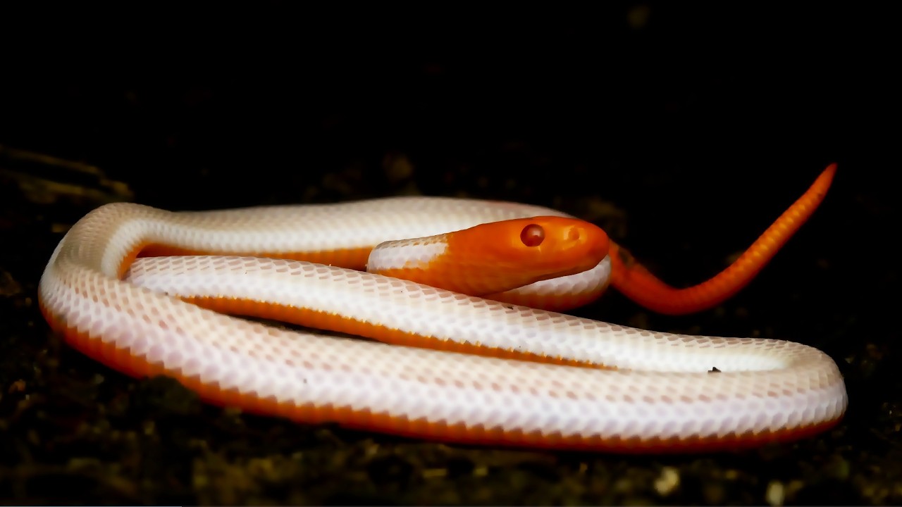 Albino Blue Coral Snake: Singapore Snakes