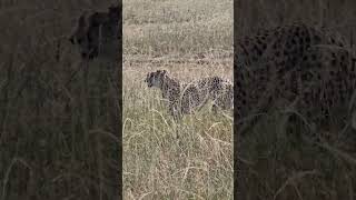 🐆 Cheetah in the Grass 🐆 #Wildlife #ShortsAfrica