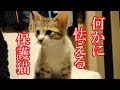 かわいい子猫が突然お家にやってきた-その時、先住猫達は・・・?!6日目-kitten came to our house 7