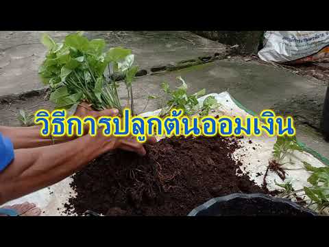 ต้นออมเงิน---Syngonium-podophy