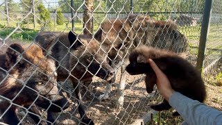 Реакция Волков на волчонка😱 Выкармливание канадских волчат.