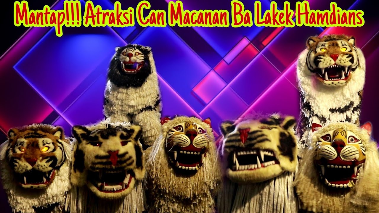 MENEGANGKAN ‼️ ATRAKSI CAN MACANAN BA LAKEK HAMDIANS