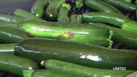 Sorting line for squash - UniTech