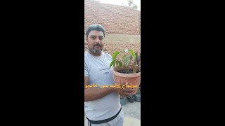 طريقه زراعه بذور المانجو مضمونه بأذن الله/How to plant mango seeds