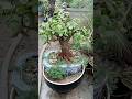 How is My Simple and Beautiful Jade Plant Bonsai #shorts