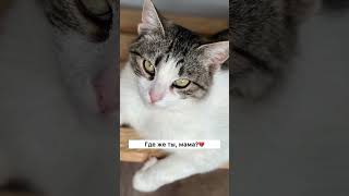 Кошку спасли из ада. Помогите найти ей дом❤️ ее история в комментарии под видео⬇️ #cat #делайдобро