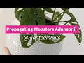 Propagating Monstera Adansonii