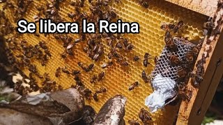 Reina reservada se introduce en núcleo huérfano #2 se libera la reina