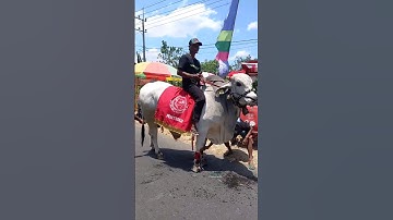 Karnaval Animal Fashion Show #shorts #jmck #short #shortvideo #karnafal #kedirilagi #nyadran