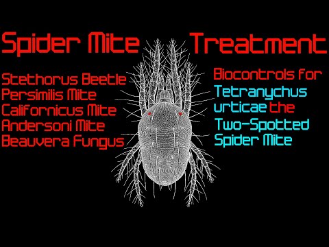 Video: Pseudo-nuttige Produkte: Ontluistering Van Mites