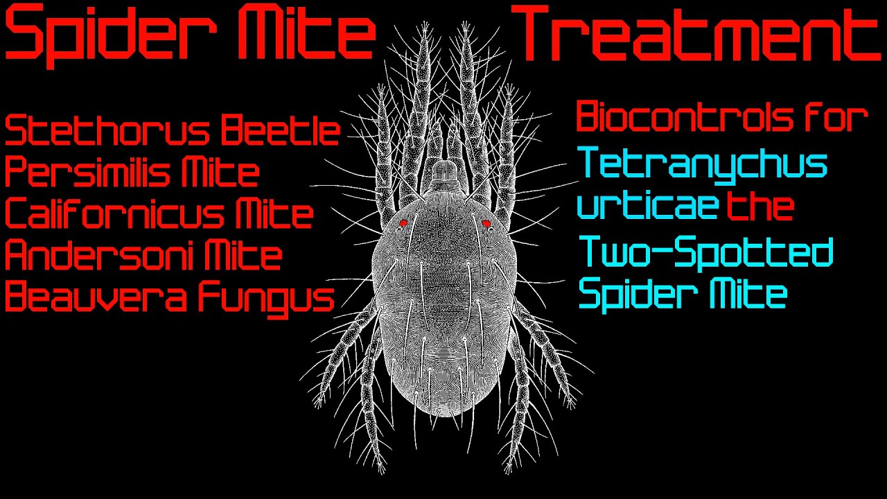 Predatory Mite Comparison: Tetranychus Treatment