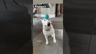 Bull Terrier Balancing Ball on her head! #shorts
